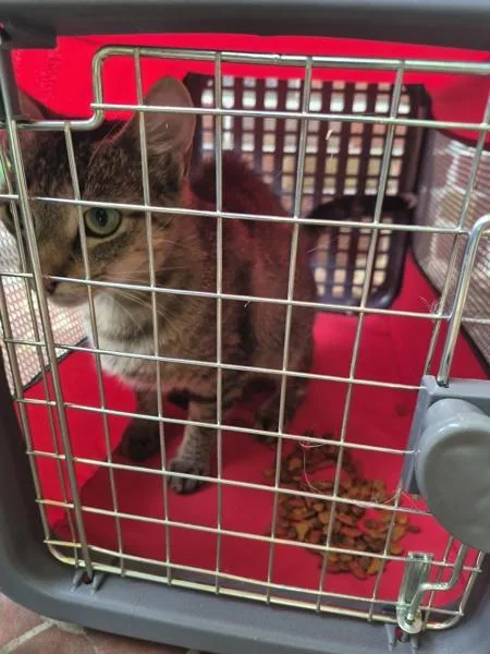 A young medium-sized female Domestic Short Hair cat named If for adoption in Lawrenceville, GA