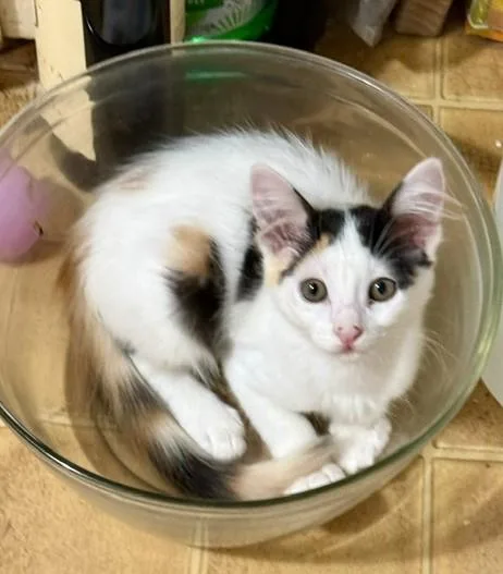 A baby small-sized female Domestic Short Hair cat named Calliope for adoption in Sacramento, CA