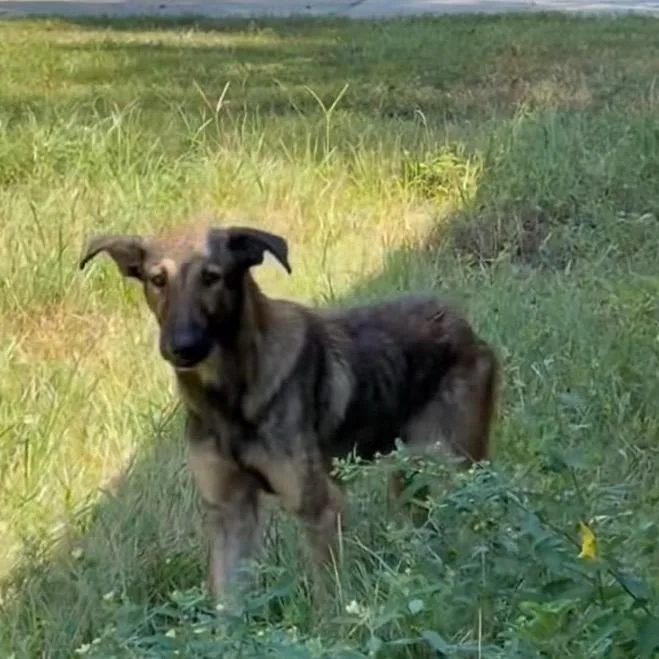 A young medium-sized female German Shepherd Dog dog named Misty for adoption in Stephens City, VA