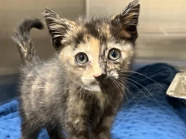 A baby small-sized female Domestic Short Hair cat named Momo for adoption in Tustin, CA
