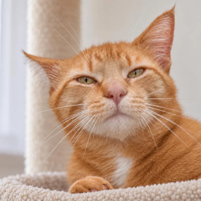 An adult medium-sized male Orange / Red Domestic Short Hair cat named El Jefe for adoption in Austin, TX