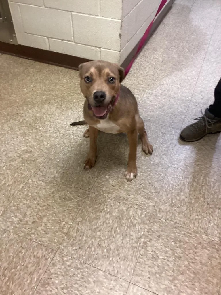 A baby medium-sized male Pit Bull Terrier dog named Deuce for adoption in Nacogdoches, TX