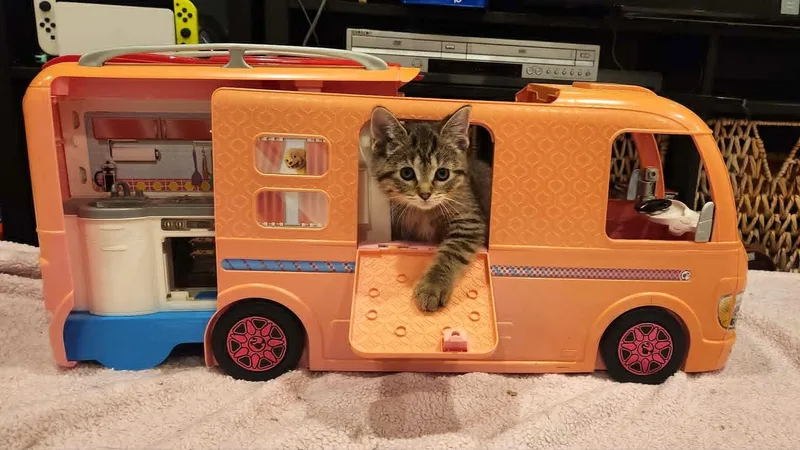 A baby medium-sized female Tabby (Brown / Chocolate) Domestic Short Hair cat named Magnolia for adoption in Grayslake, IL