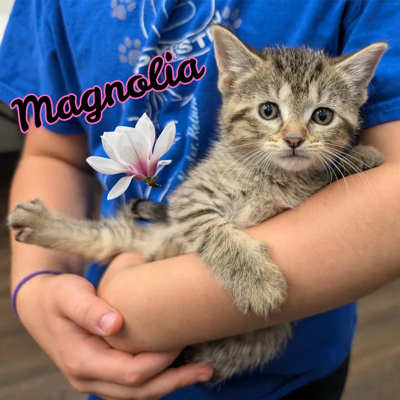 Magnolia thumbnail 2