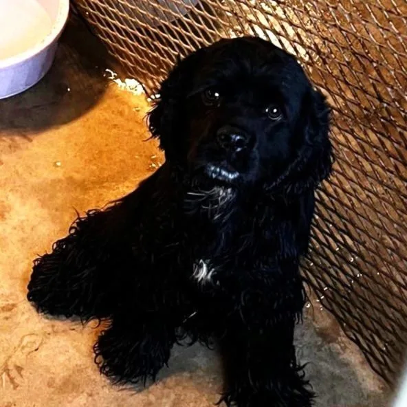 A young small-sized male Black Cocker Spaniel dog named Fred for adoption in Phoenix, AZ