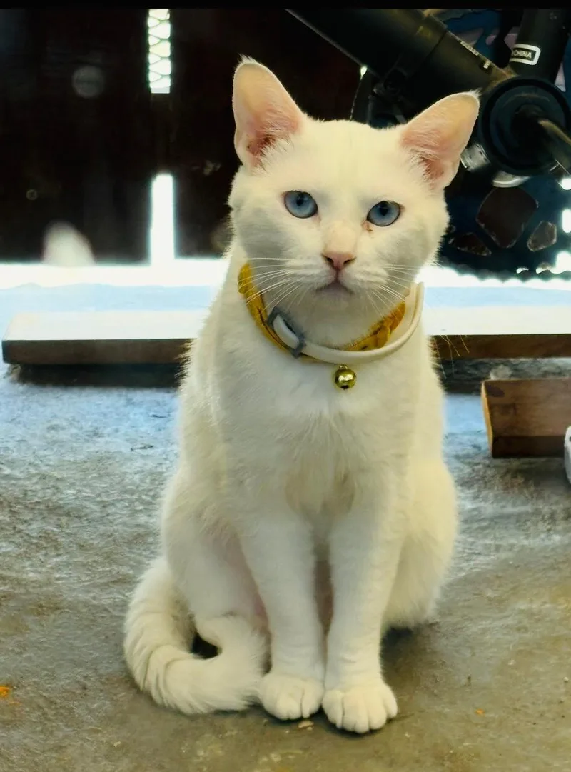 A young medium-sized female White Domestic Short Hair cat named Snow for adoption in Sherman Oaks, CA