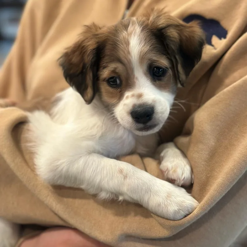 A baby small-sized female Shih Tzu dog named Brittany for adoption in San Francisco, CA