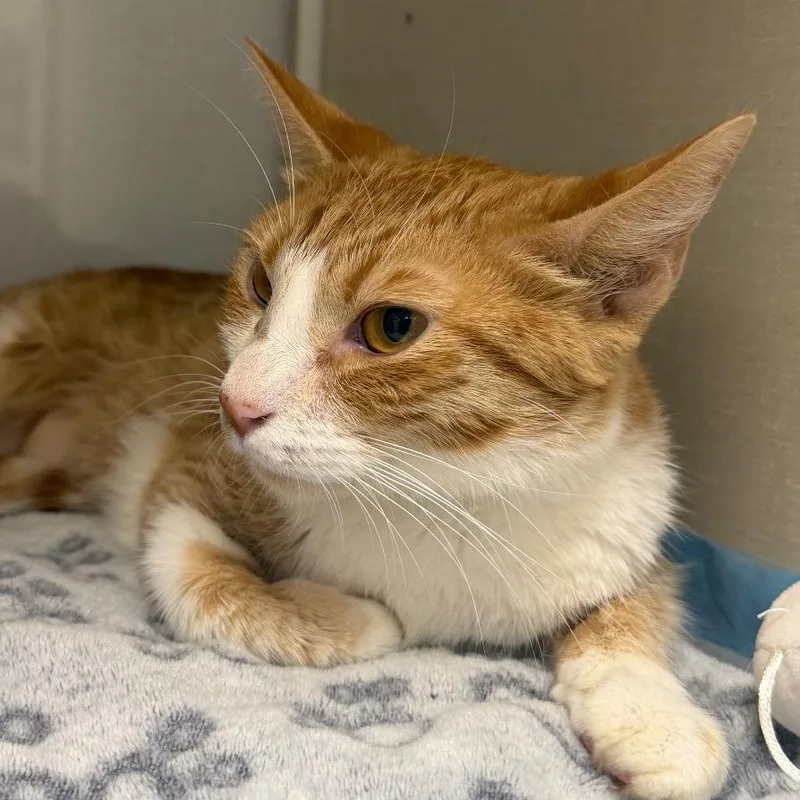 An adult medium-sized female Orange / Red Domestic Short Hair cat named Toffee for adoption in Sunnyvale, CA