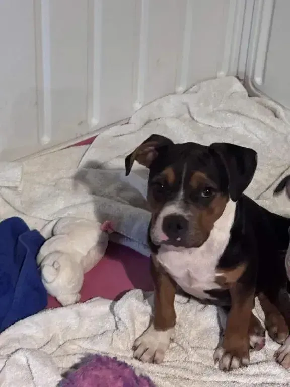 A baby medium-sized male Mixed Breed dog named Ranger for adoption in Grand Rapids, MI