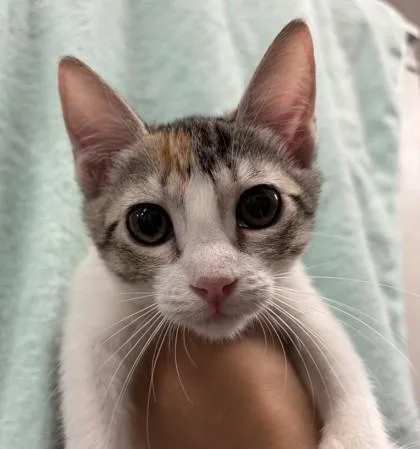 A baby small-sized female Domestic Short Hair cat named Jenna Johnson for adoption in Honolulu, HI
