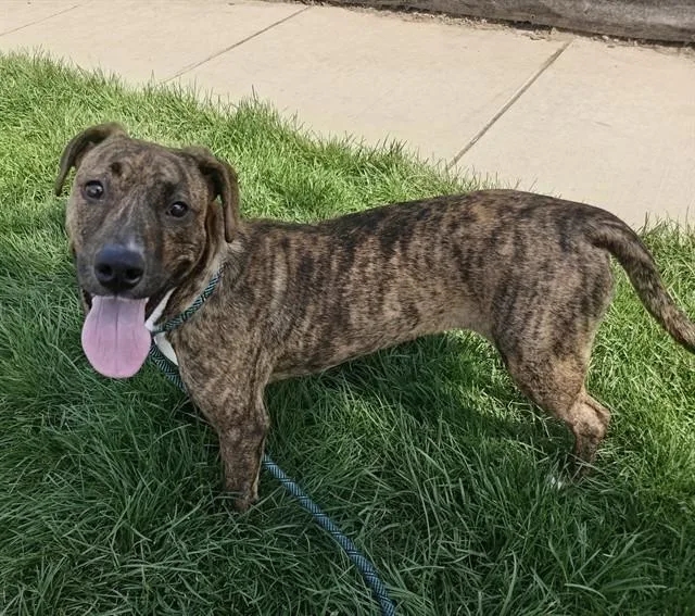 A young medium-sized male Pit Bull Terrier dog named Mack Hollins for adoption in San Jose, CA
