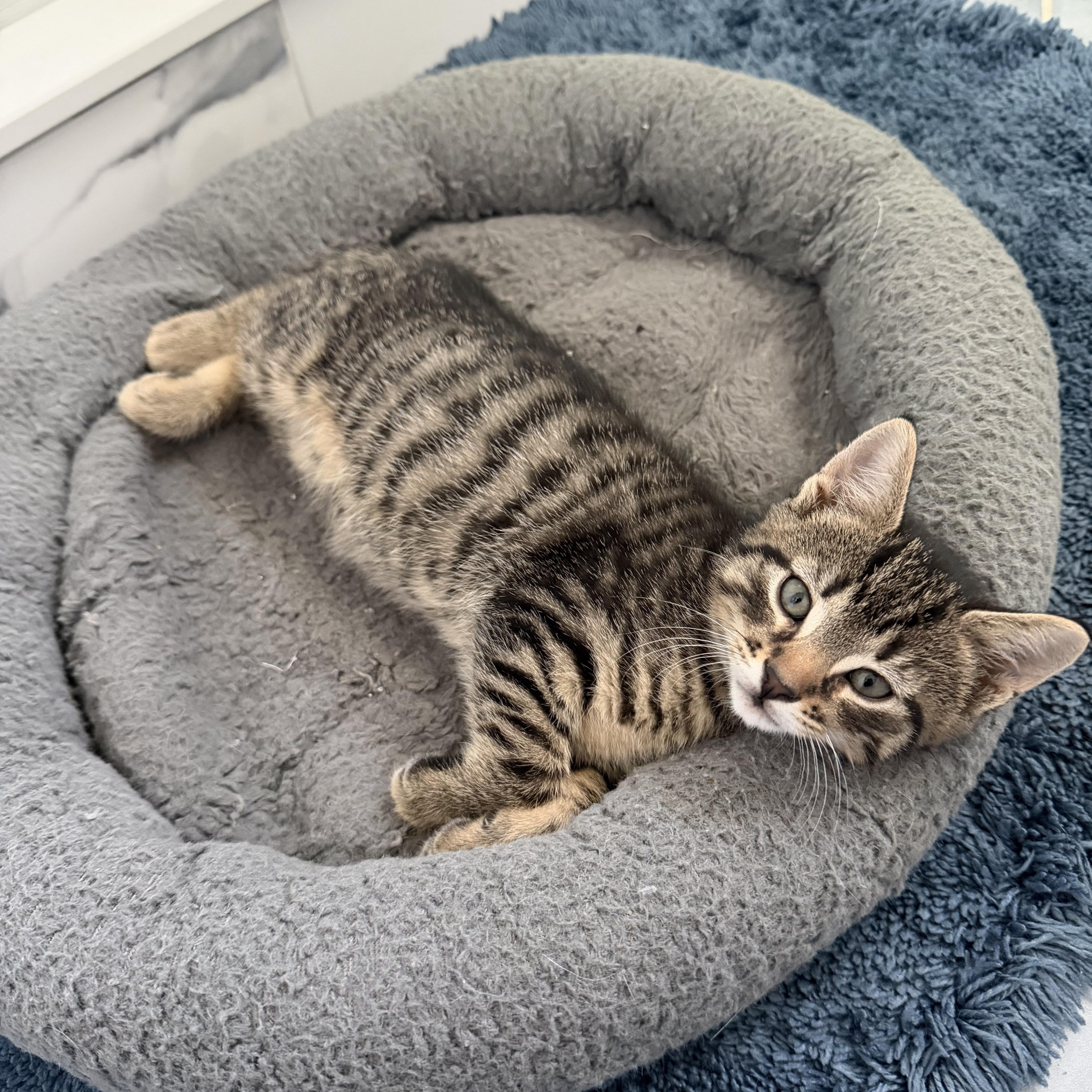 A baby medium-sized male Domestic Short Hair cat named Twix for adoption in Galloway, NJ