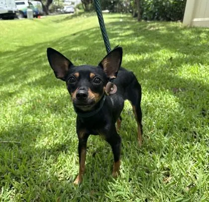 An adult small-sized female Chihuahua dog named Adina for adoption in Honolulu, HI