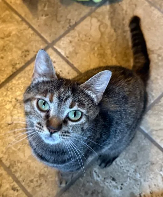 A young medium-sized female Domestic Short Hair cat named Track & Field for adoption in Cincinnati, OH