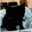 A baby small-sized female Black Domestic Short Hair cat named Cupcake for adoption in Houston, TX