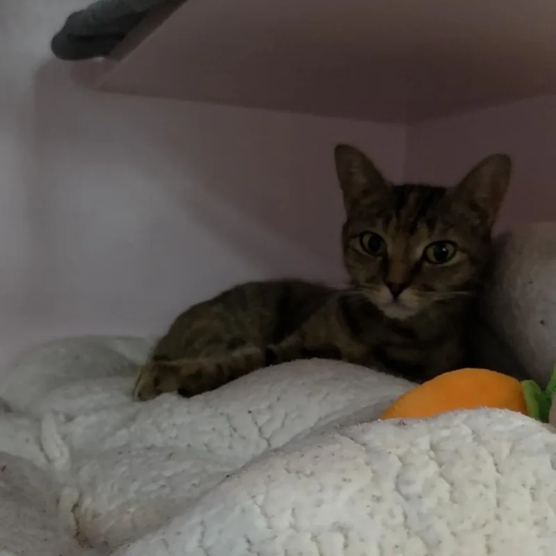 A young medium-sized female Tabby (Buff / Tan / Fawn) Domestic Short Hair cat named Almond for adoption in Charleston, SC