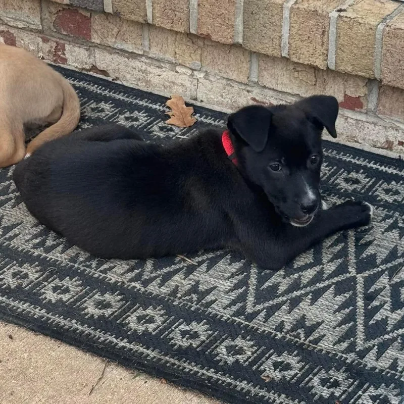A baby medium-sized female Black Labrador Retriever dog named Hilda for adoption in Jarrettsville, MD