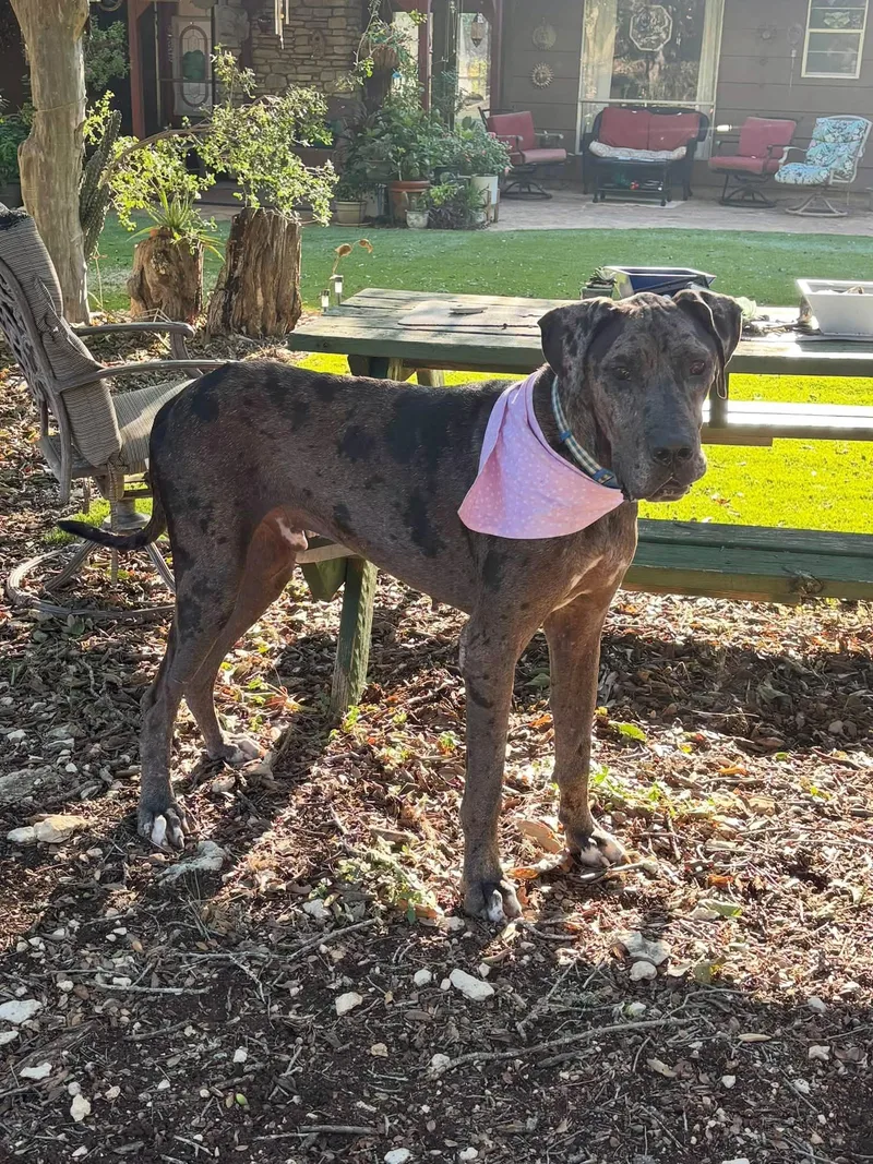 An adult extra large-sized male Merle (Blue) Great Dane dog named Koa for adoption in Austin, TX