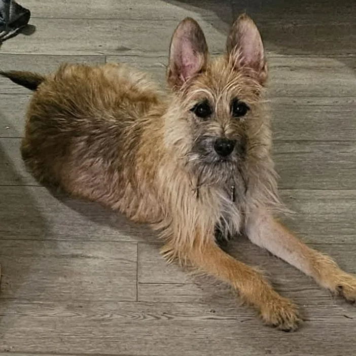Finnegan