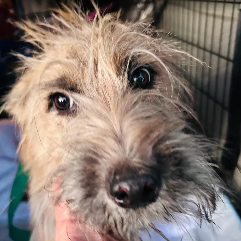 Finnegan thumbnail 2