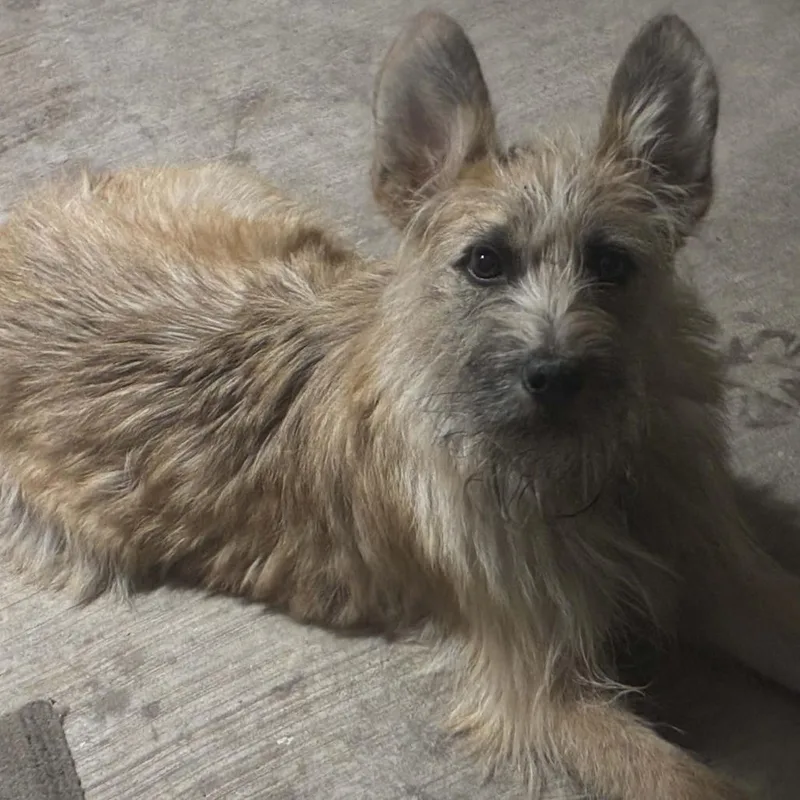 Finnegan thumbnail 3