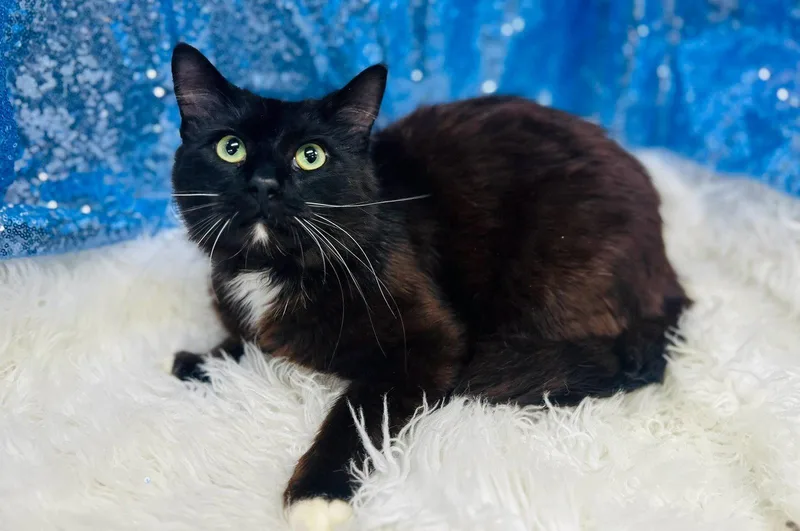 An adult medium-sized male Black & White / Tuxedo Domestic Short Hair cat named Otter for adoption in Clarkesville, GA