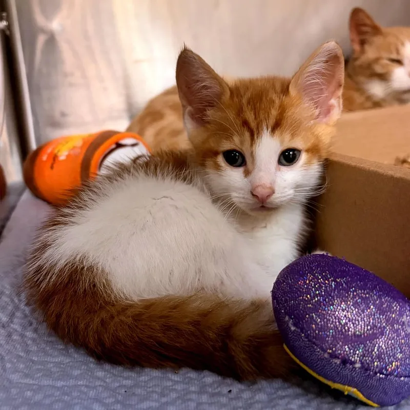 A baby small-sized male Orange / Red Domestic Short Hair cat named Fennel for adoption in Newark, NJ