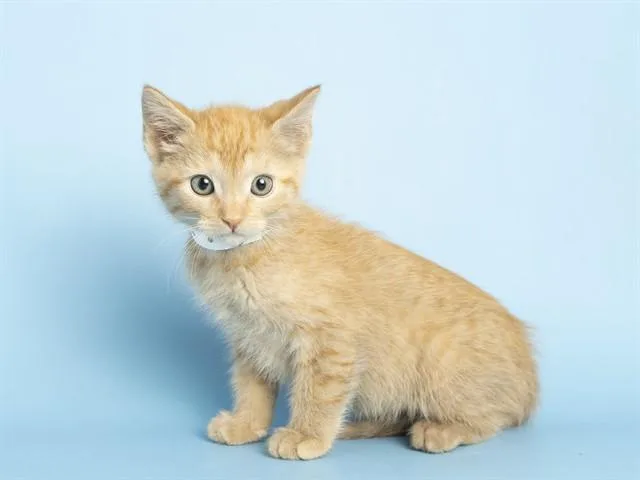 A baby small-sized female Domestic Medium Hair cat named Ginger for adoption in Phoenix, AZ