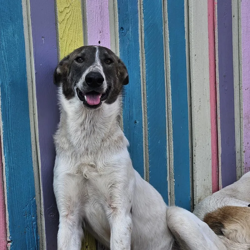 A young small-sized female White / Cream Anatolian Shepherd dog named Reba for adoption in Odessa, TX