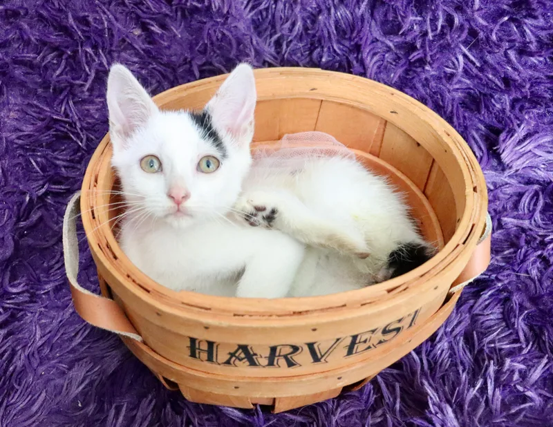 A baby medium-sized female Extra-Toes Cat / Hemingway Polydactyl cat named Chicklet for adoption in Saint Augustine, FL