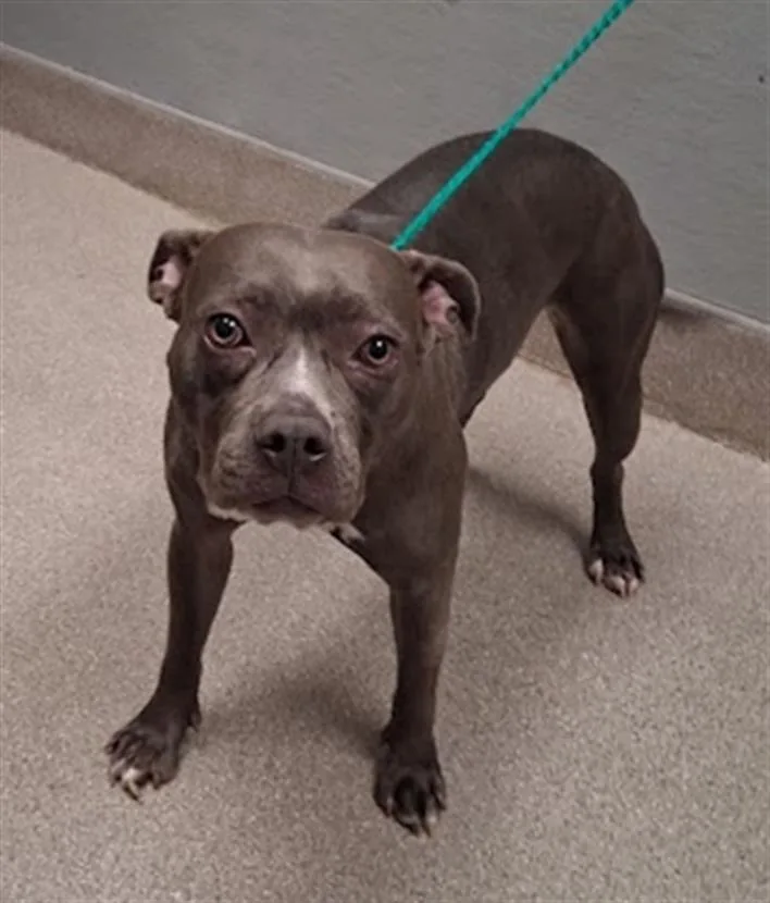 An adult medium-sized female Pit Bull Terrier dog named Honey for adoption in Las Vegas, NV