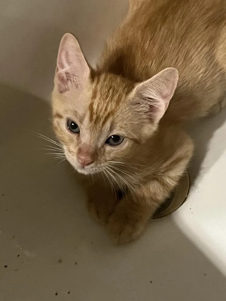 A baby small-sized male Orange & White American Shorthair cat named Phoenix for adoption in Tampa, FL