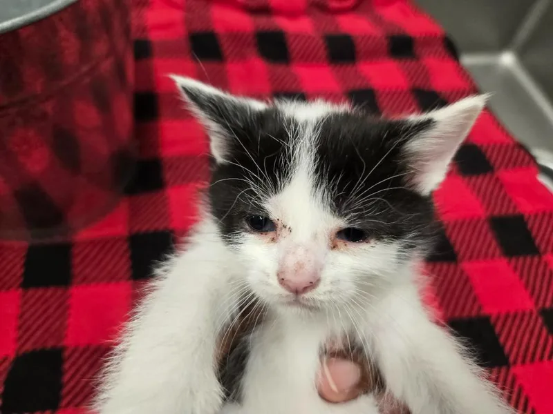 A baby medium-sized female Domestic Short Hair cat named Havarti for adoption in Douglasville, GA