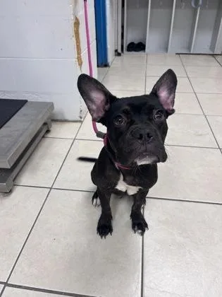 An adult medium-sized male Mixed Breed dog named Radar for adoption in Largo, FL