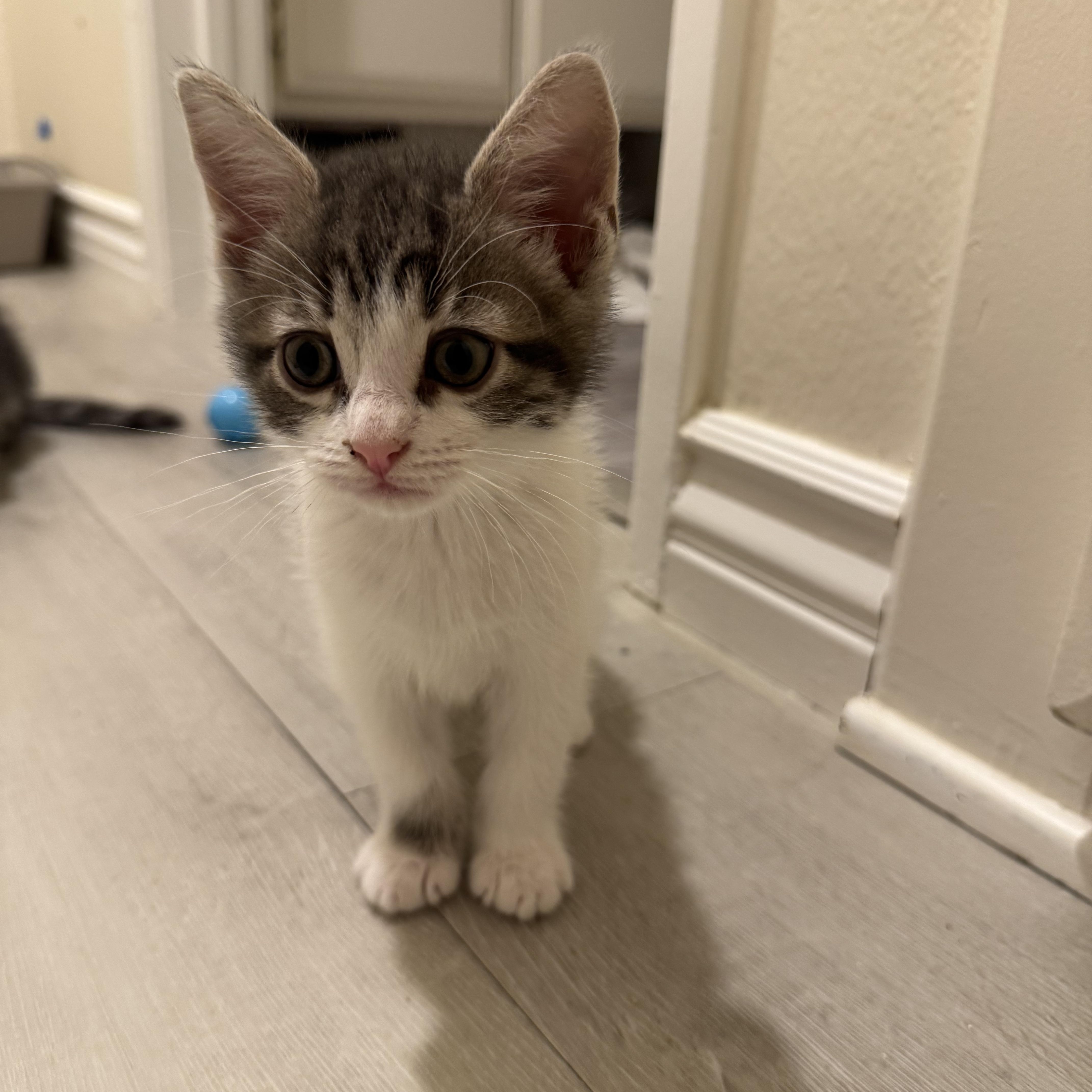 A baby medium-sized male Tabby (Gray / Blue / Silver) Tabby cat named Ron for adoption in San Juan Capistrano, CA