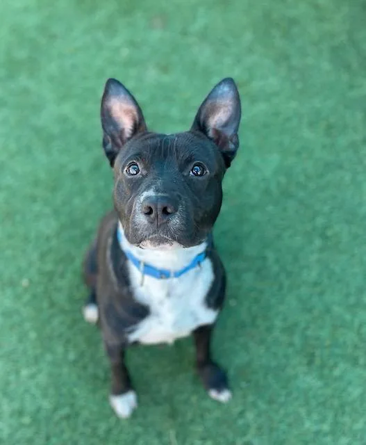 A young medium-sized male Mixed Breed dog named Rocky for adoption in Dallas, TX