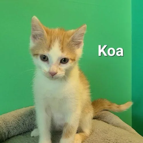 A baby small-sized male White Domestic Short Hair cat named Koa for adoption in Elizabeth, IL
