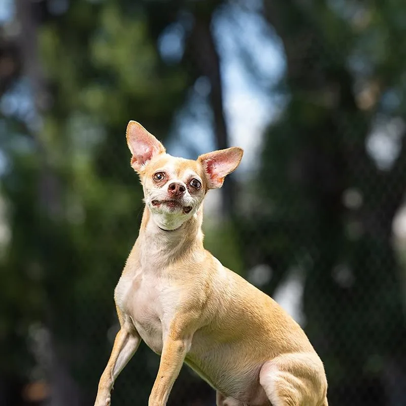 A senior small-sized male Yellow / Tan / Blond / Fawn Chihuahua dog named Zag for adoption in Jupiter, FL