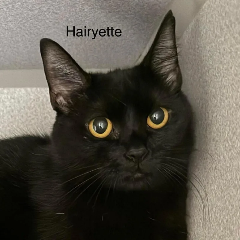 An adult medium-sized female Black Domestic Medium Hair cat named Hairyette for adoption in Parkersburg, WV