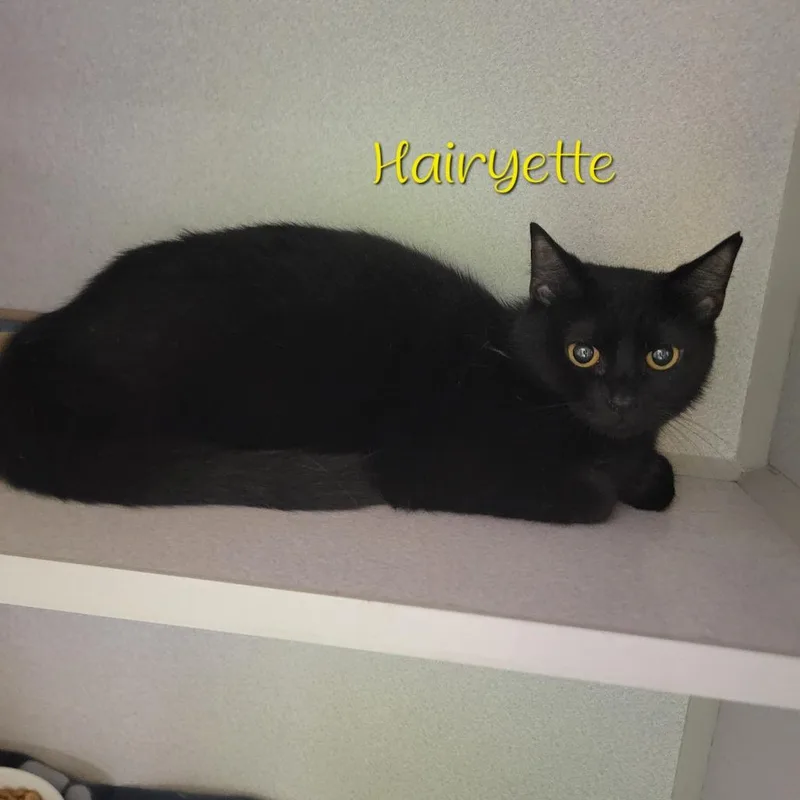 Hairyette thumbnail 2