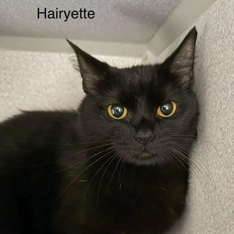 Hairyette thumbnail 3