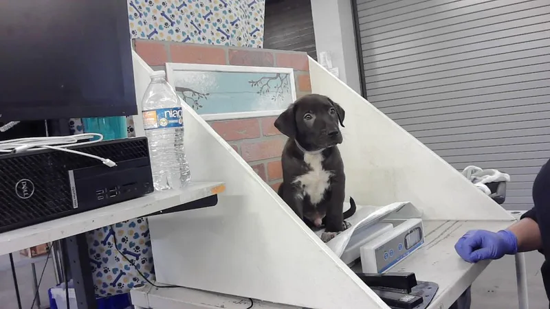 A baby small-sized male Labrador Retriever dog named Sebastian for adoption in Houston, TX