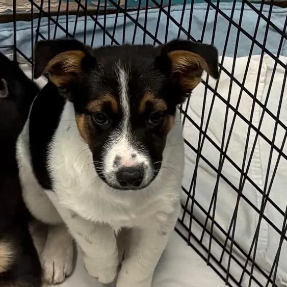 A baby small-sized male White / Cream Shepherd dog named Tractor for adoption in Flagstaff, AZ
