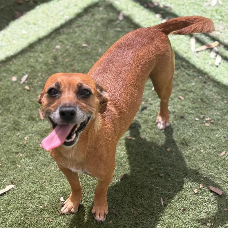 An adult medium-sized female Chihuahua dog named Maggie for adoption in Sonoma, CA