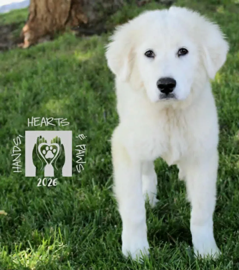 A baby large-sized male White / Cream Great Pyrenees dog named Drops Of Jupitermedical Hold for adoption in Omaha, NE