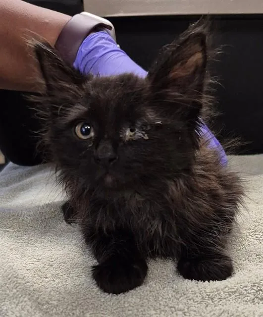 A baby small-sized male Domestic Long Hair cat named Magnus for adoption in Lodi, CA
