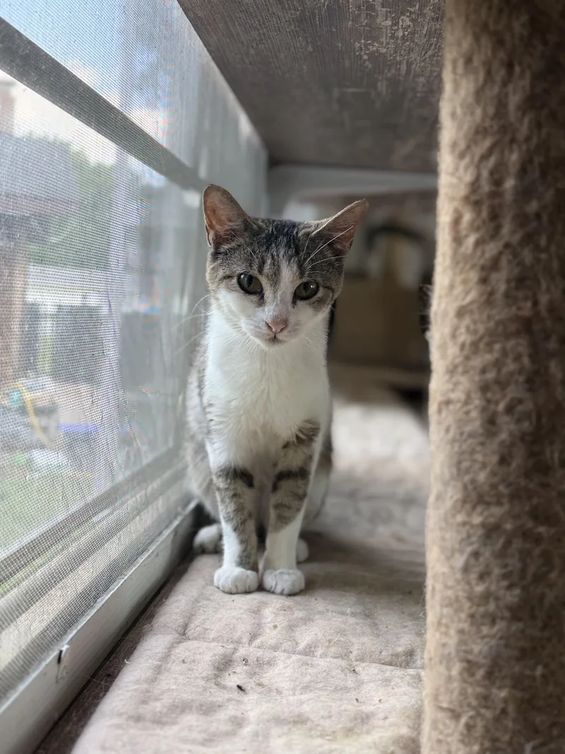 A young medium-sized female White Domestic Short Hair cat named Cosmo for adoption in Royalton, IL