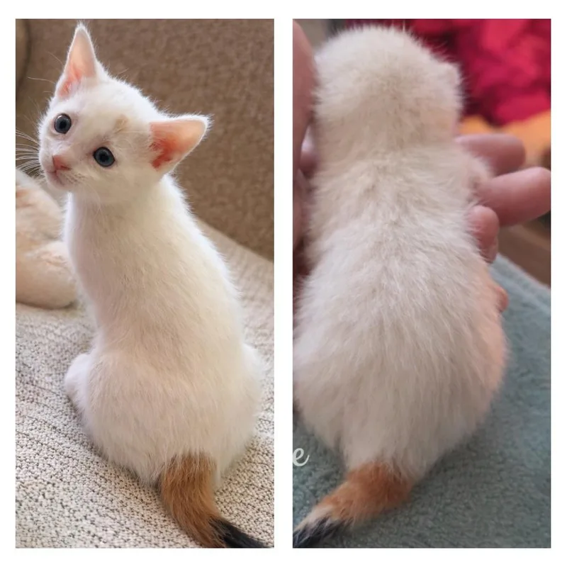 A baby small-sized female White American Shorthair cat named Sage for adoption in Calimesa, CA