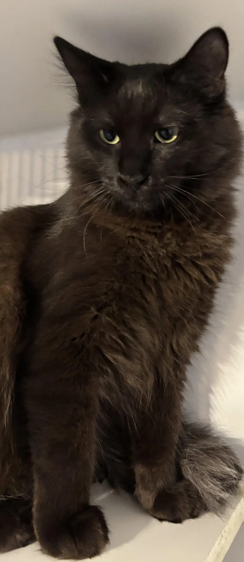 A young medium-sized male Domestic Medium Hair cat named Ali for adoption in Phoenix, AZ