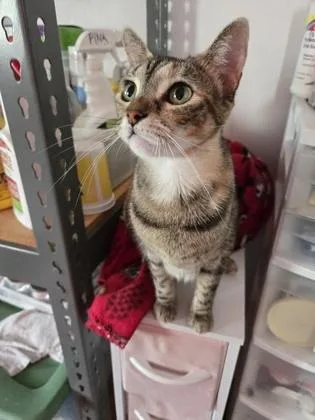A young medium-sized female Domestic Short Hair cat named Vita for adoption in River Ridge, LA